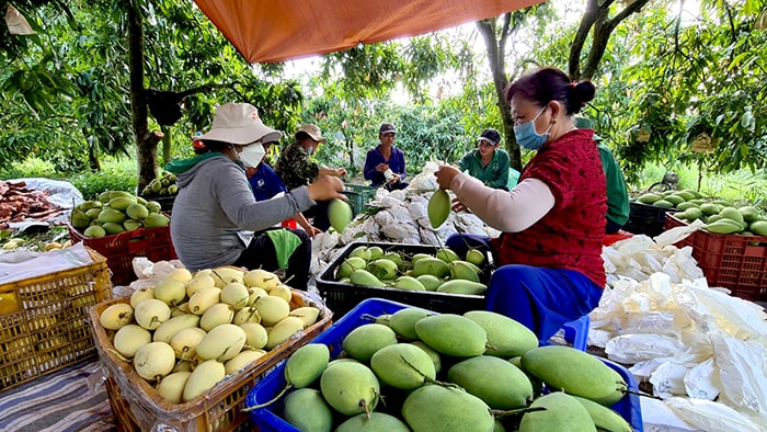 Tỉnh Đồng Tháp xác lập thành công chỉ dẫn địa lý Cao Lãnh cho sản phẩm xoài (Ảnh: thiennhienmoitruong)