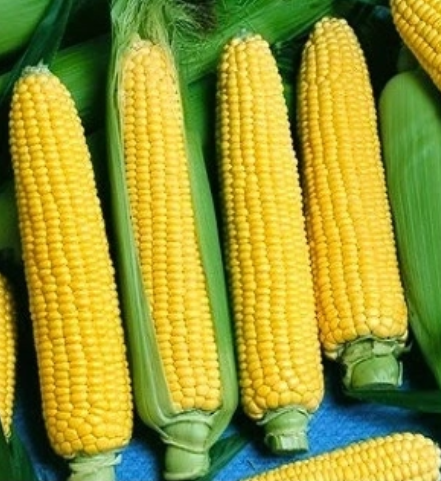 Ngô đường lai Thái ngọt số 2.