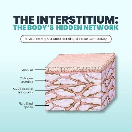 interstitium.jpeg