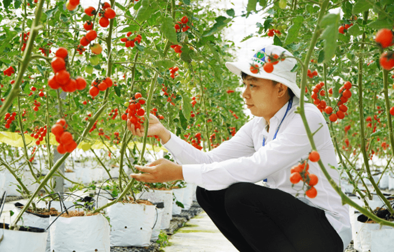 Nông nghiệp công nghệ cao là một trong 7 chương trình KH&CN trọng điểm của TP.HCM. (Ảnh: ST) 