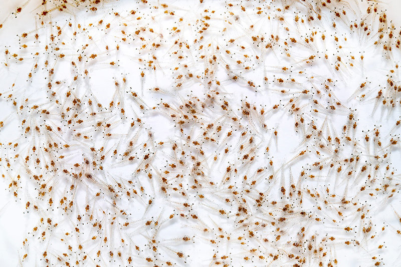 nuoi-tom-3-giai-doan-3.jpg
