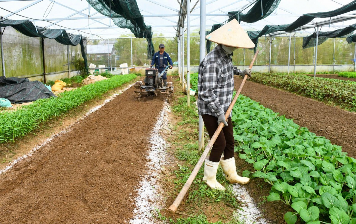 ung-dung-co-gioi-hoa-trong-canh-tac-rau-giup-giam-suc-lao-dong-nang-cao-hieu-qua-san-xuat-va-tung-buoc-hien-dai-hoa-nong-nghiep20260922135712.jpg