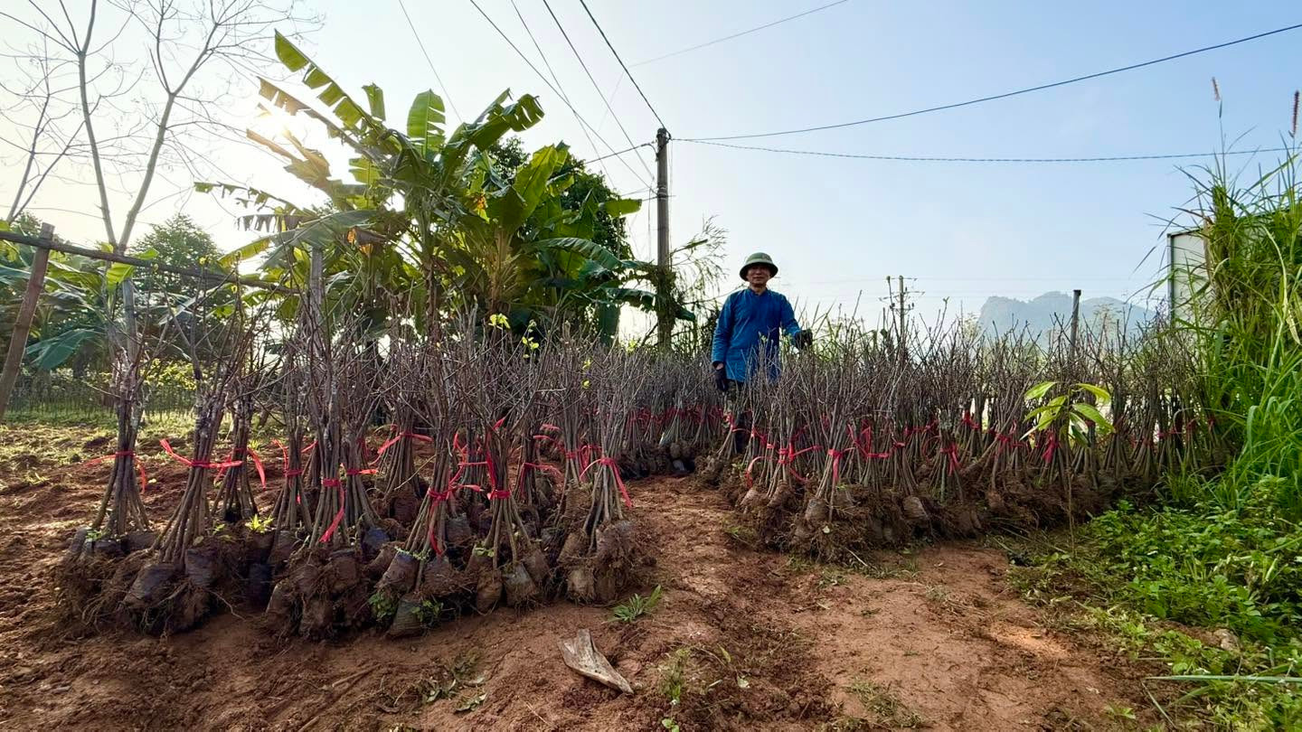 chuyển giao giống