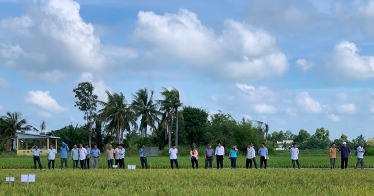 Cà Mau: Chọn tạo thành công giống lúa có khả năng chịu mặn