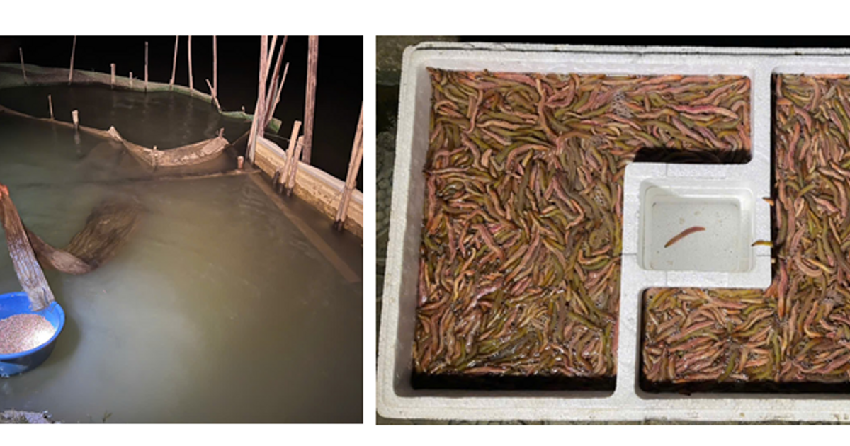 Xây dựng mô hình nuôi rươi kết hợp trồng lúa hữu cơ tại Nghệ An