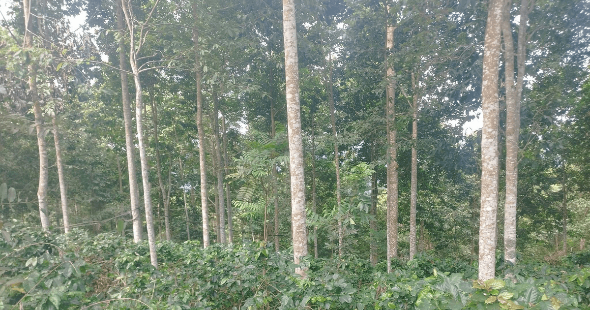 Phát triển sản phẩm nông nghiệp có lợi thế cạnh tranh theo vùng, tạo động lực xây dựng nông thôn mới