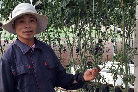  Sản xuất nông nghiệp ứng dụng công nghệ cao trên cao nguyên Lâm Đồng 