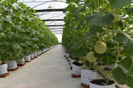  VNPT Technology phát triển giải pháp IoT thông minh hỗ trợ nông nghiệp 