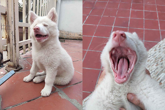 Sở hữu gương mặt hồng hào đáng yêu, chó Pinky khiến hội sen ngơ ngác: Rốt cuộc đây là cún hay heo?