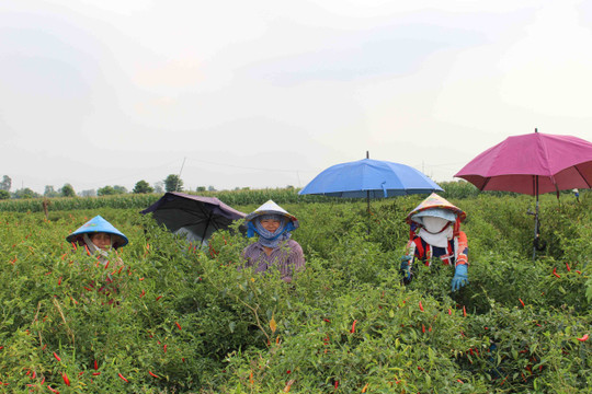 Nông dân thị xã Tân Châu chủ động tìm nhiều giải pháp thích nghi, không cần "giải cứu nông sản" trong mùa dịch bệnh Covid-19 diễn tiến phức tạp