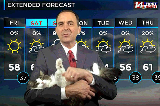 MC dự báo thời tiết bỗng nổi tiếng vì đang lên hình tại nhà thì bị mèo phá đám