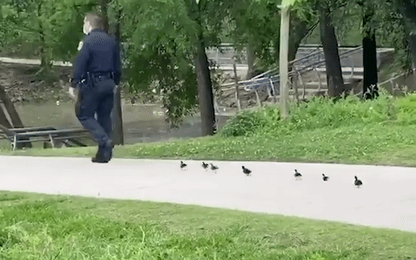 Cảnh sát lần lượt dẫn 2 đàn vịt con đi tìm mẹ quanh công viên, dân mạng hài hước bình luận: "Không tìm được mẹ thì cả đàn cũng có bố rồi!"