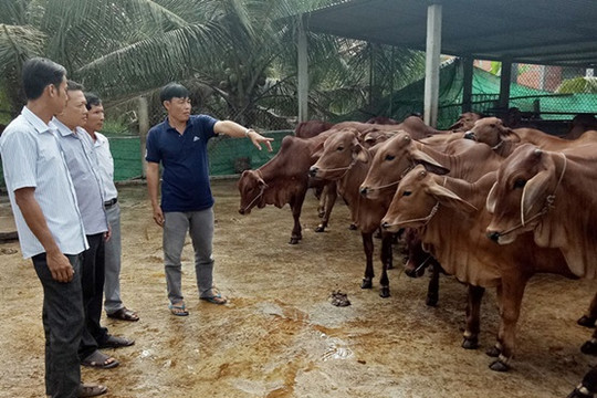 Bến Tre: Đẩy mạnh phát triển mô hình nuôi bò lai hướng thịt