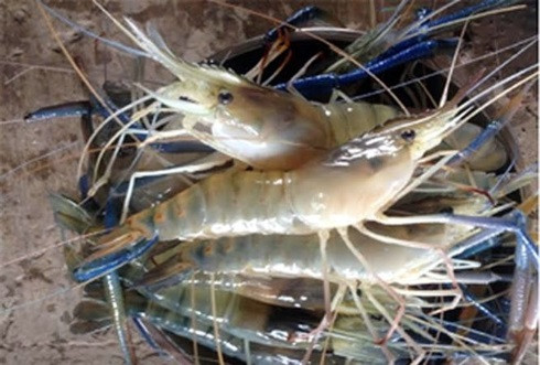Cà Mau: Xây dựng mô hình xen canh lúa - tôm càng xanh toàn đực theo tiêu chuẩn VietGAP