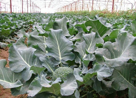 Bắc Ninh: Triển vọng phát triển mô hình liên kết sản xuất với tiêu thụ rau an toàn