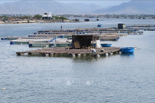 Ninh Thuận: Ứng dụng KH&CN xây dựng mô hình nuôi thủy sản bền vững cho các xã ven đầm Nại