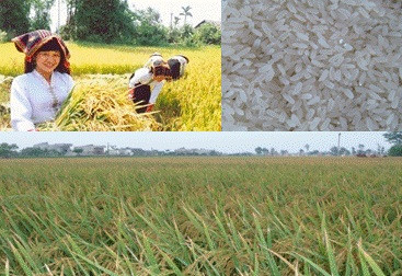 Phát triển chỉ dẫn địa lý “Gạo Điện Biên”