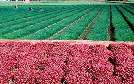 Trao quyền sử dụng chỉ dẫn địa lý “Vĩnh Châu” dùng cho sản phẩm hành tím của tỉnh Sóc Trăng