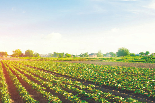 Nông nghiệp chính xác bức họa xanh tươi của tương lai