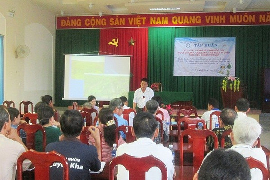 Bến Tre: Phát triển mô hình trồng và chăm sóc cây bưởi da xanh, cam sành,  cam xoàn vi ghép theo tiêu chuẩn VietGAP