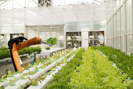 Agritech đang tạo ra hệ sinh thái nông nghiệp đô thị ở Singapore như thế nào?