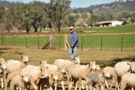 Ứng dụng blockchain trong chuỗi cung ứng để hỗ trợ nông dân Úc 