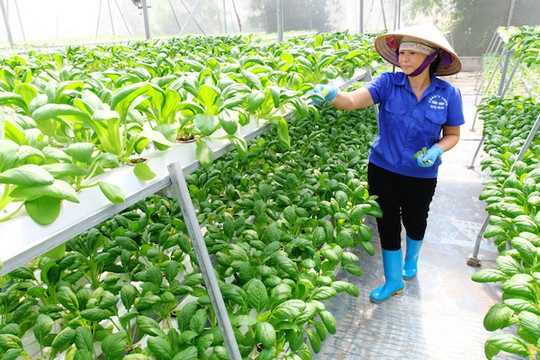 Phát triển nông nghiệp thông minh tại Hà Nội: Khai thác lợi thế từ nhân lực chất lượng cao