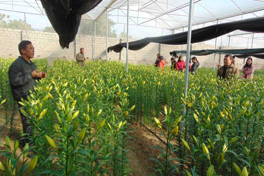 Nông nghiệp 4.0 ở Bắc Giang