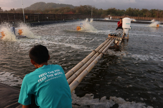 Làn sóng khởi nghiệp giúp ngành nuôi trồng thủy sản tại Indonesia phát triển bền vững