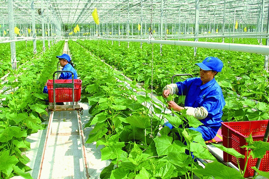 Ngành nông nghiệp Việt Nam đảm bảo mục tiêu về an ninh lương thực và xuất khẩu