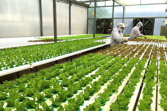 Nông nghiệp công nghệ cao – xu thế tất yếu cho Việt Nam