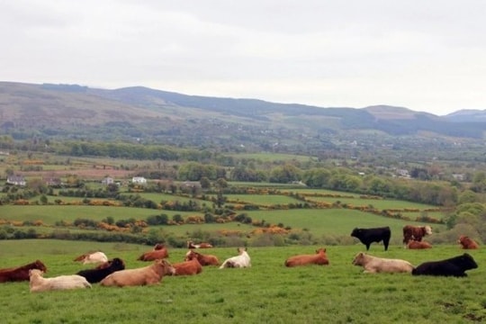 Kết nối hợp tác trong lĩnh vực nông nghiệp của Việt Nam và Ireland