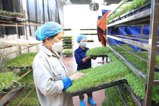 Nông nghiệp xanh - Xu thế tất yếu của nền nông nghiệp ASEAN