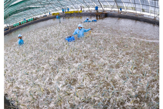 Giảm khai thác biển, tăng nuôi trồng, Việt Nam phát triển ngành thủy sản bền vững