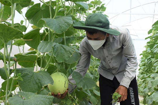 Bà Rịa - Vũng Tàu có 434 cơ sở trồng trọt ứng dụng công nghệ cao