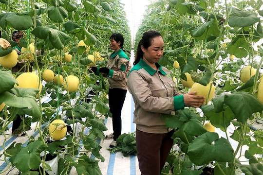Quảng Ninh đẩy mạnh sản xuất nông nghiệp sạch, an toàn phục vụ xuất khẩu