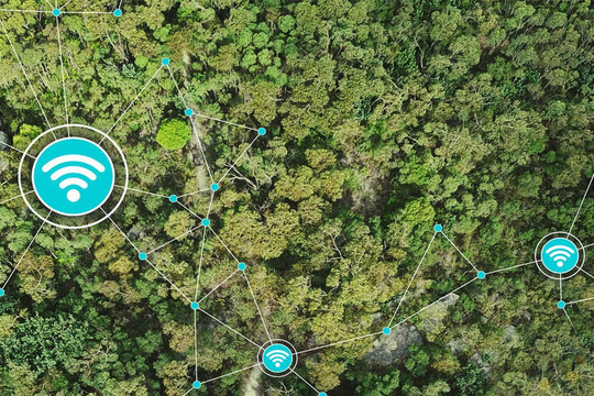 Ứng dụng AI để bảo vệ hệ sinh thái rừng