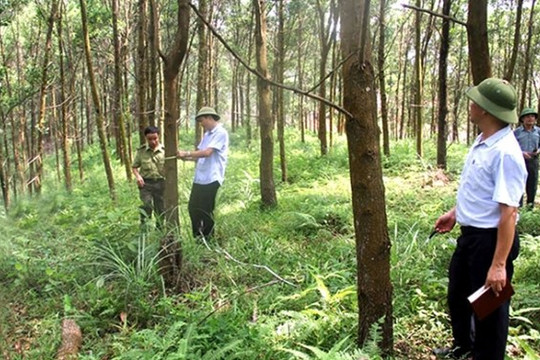 Điện Biên: Tích cực triển khai các chính sách bảo vệ rừng