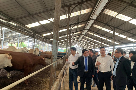 Cần xây dựng khung pháp lý thống nhất cho chăn nuôi tuần hoàn ở Việt Nam