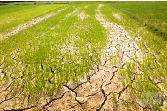 Nông nghiệp Việt Nam ảnh hưởng lớn do El Nino