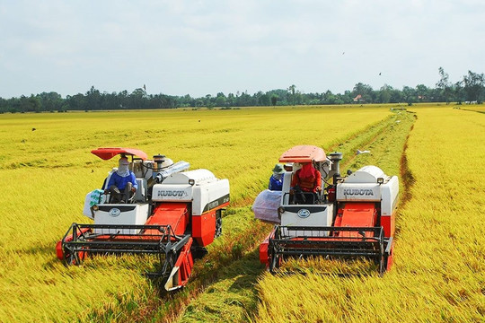 Dự án TRVC hỗ trợ nâng cao chuỗi giá trị lúa gạo Đồng bằng sông Cửu Long