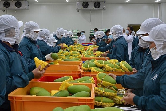 Nâng cao việc tuân thủ tiêu chuẩn chất lượng nông sản Việt ở thị trường lớn