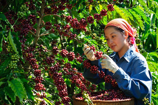 Xây dựng cà phê là sản phẩm quốc gia, tạo chuỗi giá trị bền vững