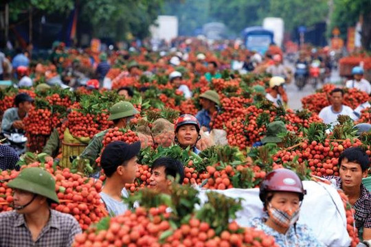 Vải thiều của Bắc Giang 2023: những kết quả và biện pháp nâng xuất khẩu