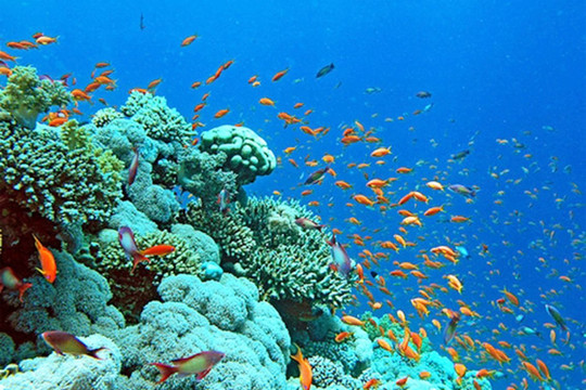 Yêu cầu bức thiết bảo vệ tính đa dạng sinh học của các rạn san hô vùng biển Việt Nam