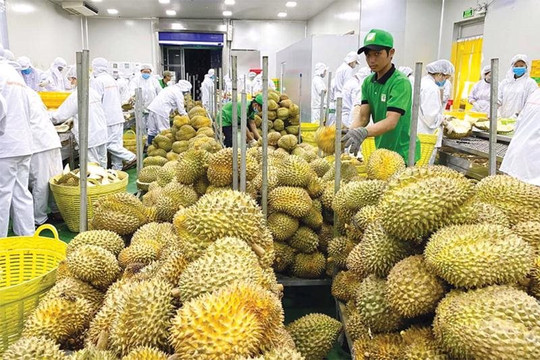 Xuất khẩu rau quả của Việt Nam tiếp tục tăng trưởng cao trong tháng cuối năm 2023