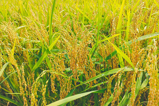 Hạt gạo Việt Nam, hành trình số 1 thế giới