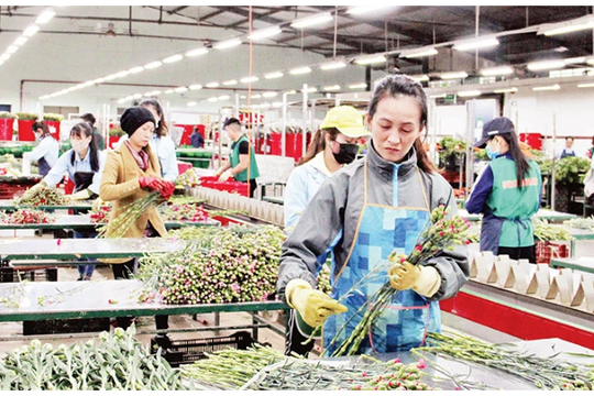 Số hóa nghề trồng hoa ở Lâm Đồng