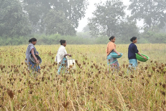 Những nỗ lực chuyển đổi số trong nông nghiệp của Ấn Độ