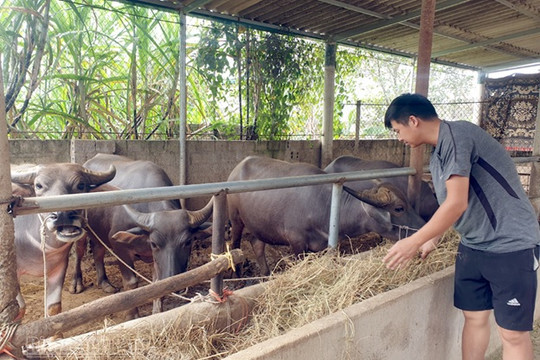 Lào Cai: Ứng dụng công nghệ tiên tiến phát triển bền vững đàn trâu theo chuỗi giá trị